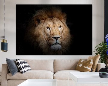 Lion on black by Janine Bekker Photography