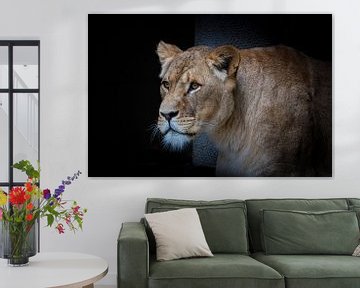 Lionne en noir sur Janine Bekker Photography