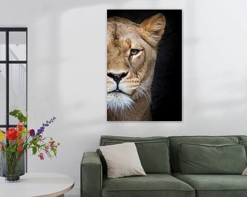 Lioness on black by Janine Bekker Photography