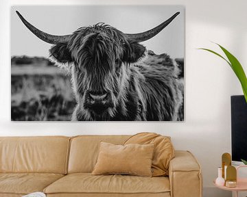 Schottische Highlander | Schwarz-Weiß-Fotografie