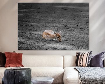 Young deer on a black and white background by Jolanda de Jong-Jansen