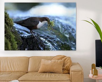 Dipper Germany by Frank Fichtmüller