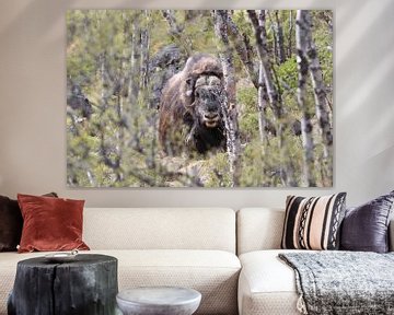 Musk Ox Dovrefjell, Norway by Frank Fichtmüller