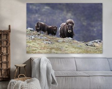 Muskox in Dovrefjell national park,in the natural habitat, Norway von Frank Fichtmüller