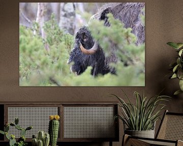 Musk Ox Dovrefjell, Norway by Frank Fichtmüller