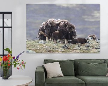 Muskusos in Dovrefjell nationaal park, in de natuurlijke habitat, Noorwegen van Frank Fichtmüller