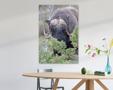 Musk Ox Dovrefjell, Norway by Frank Fichtmüller