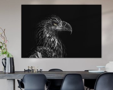 Portrait d'un aigle sur fond sombre regardant vers la droite sur Steven Dijkshoorn