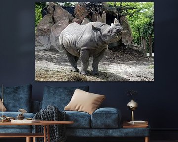 rino
