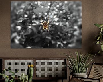 insect