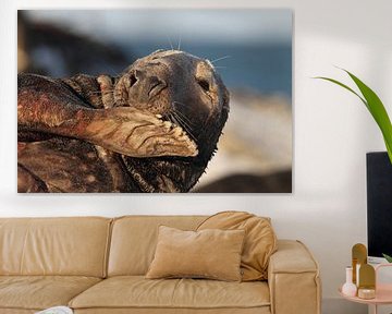 Grey Seal Bull Helgoland Island Germany by Frank Fichtmüller