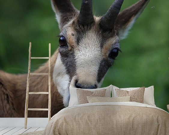 Aperçu de la chambre