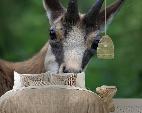 Aperçu de la chambre