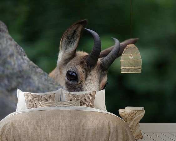 Aperçu de la chambre