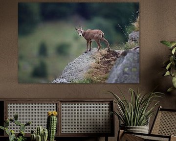 Gemzen (Rupicapra rupicapra) Vogezen, Frankrijk