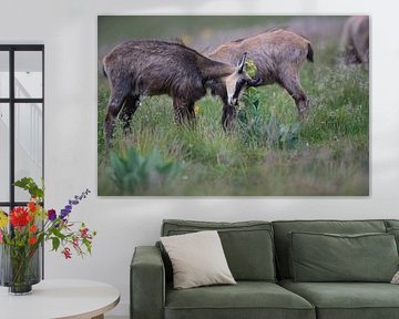 Gemzen (Rupicapra rupicapra) Vogezen, Frankrijk