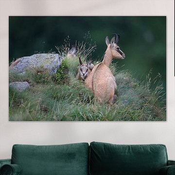 Chamois (Rupicapra rupicapra) Vosges, France