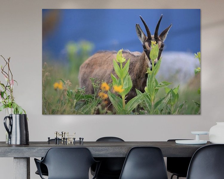 Aperçu de la chambre