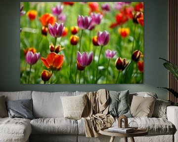 Kleurrijke bloeiende tulpen, (Tulipa), Duitsland