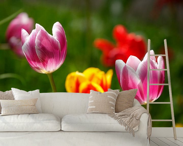 Sfeerimpressie behang: Kleurrijke bloeiende tulpen, (Tulipa), Duitsland van Torsten Krüger