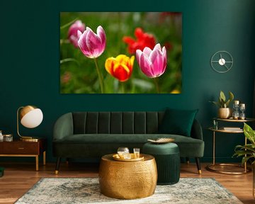 Kleurrijke bloeiende tulpen, (Tulipa), Duitsland