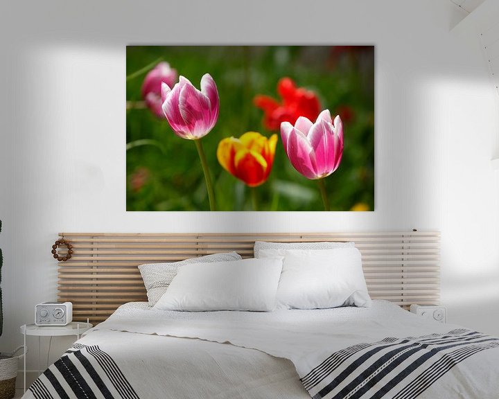 Sfeerimpressie: Kleurrijke bloeiende tulpen, (Tulipa), Duitsland van Torsten Krüger