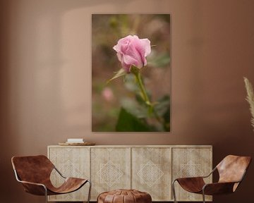 Portret van een Roze roos van Ellis Peeters