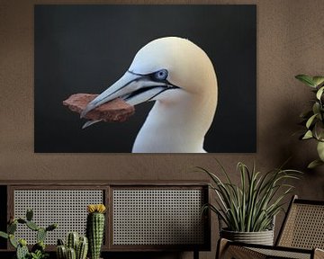 Basstölpel Insel  Helgoland Deutschland von Frank Fichtmüller