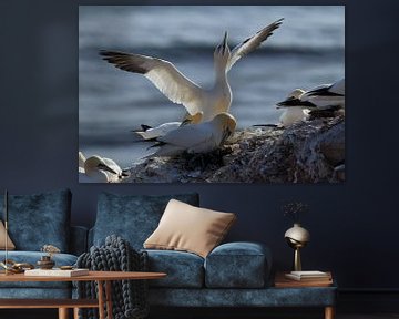 Gannets Helgoland Island Germany by Frank Fichtmüller