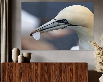 Basstölpel Insel  Helgoland Deutschland von Frank Fichtmüller