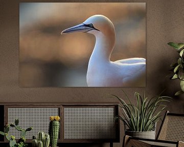 Gannets Helgoland Island Germany by Frank Fichtmüller