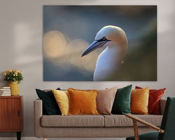 Gannets Helgoland Island Germany by Frank Fichtmüller