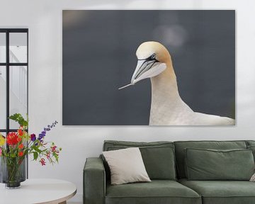 Basstölpel Insel  Helgoland Deutschland von Frank Fichtmüller