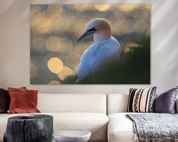 Gannets Helgoland Island Germany by Frank Fichtmüller