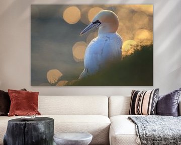 Gannets Helgoland Island Germany by Frank Fichtmüller