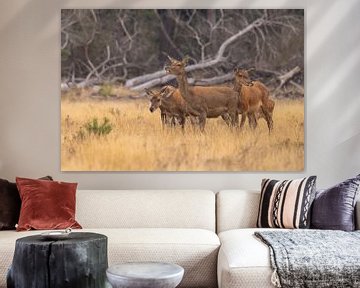 Deer on the Hoge Veluwe, rutting season by Gert Hilbink