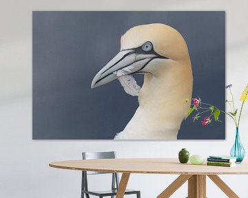 Basstölpel Insel  Helgoland Deutschland von Frank Fichtmüller