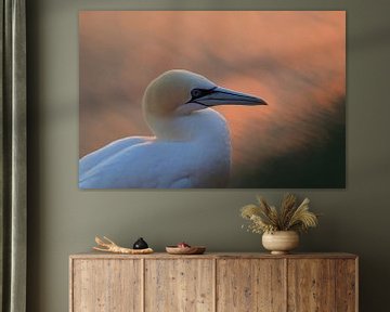 Gannets Helgoland Island Germany by Frank Fichtmüller