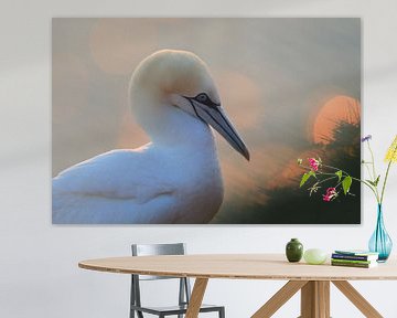 Basstölpel Insel  Helgoland Deutschland von Frank Fichtmüller