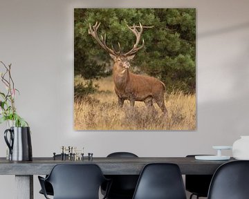 Deer on the Hoge Veluwe, rutting season by Gert Hilbink