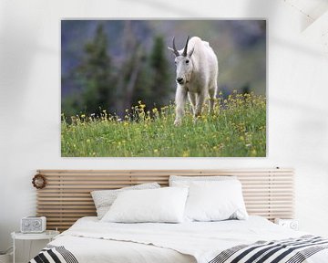 Snow goat (Oreamnos americanus), Glacier National Park, Montana, Rocky Mountains,USA by Frank Fichtmüller