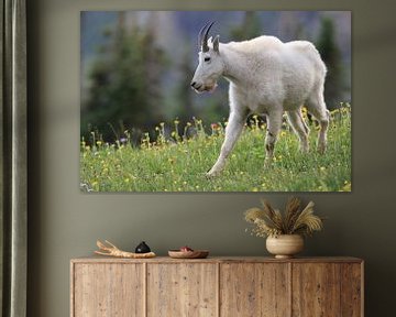 Snow goat (Oreamnos americanus), Glacier National Park, Montana, Rocky Mountains,USA by Frank Fichtmüller