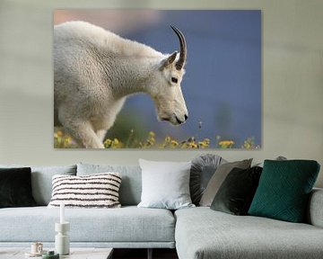 Snow goat (Oreamnos americanus), Glacier National Park, Montana, Rocky Mountains,USA by Frank Fichtmüller