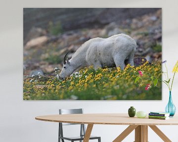 Snow goat (Oreamnos americanus), Glacier National Park, Montana,USA by Frank Fichtmüller