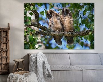 Young long-eared owl (Asio otus) sitting in tree, Germany von Frank Fichtmüller