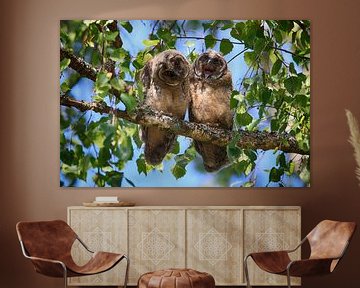 Young long-eared owl (Asio otus) sitting in tree, Germany von Frank Fichtmüller