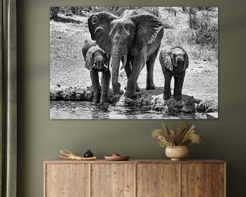 Drinkende olifanten op de Afrikaanse vlaktes (zwart wit)