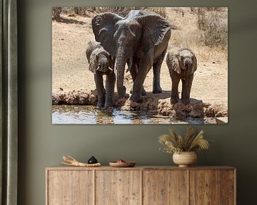 Trinkende Elefanten in der afrikanischen Steppe