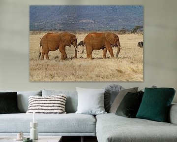 Twee olifanten op de Afrikaanse vlaktes