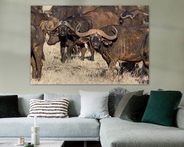 African bison on the grasslands of Kenya